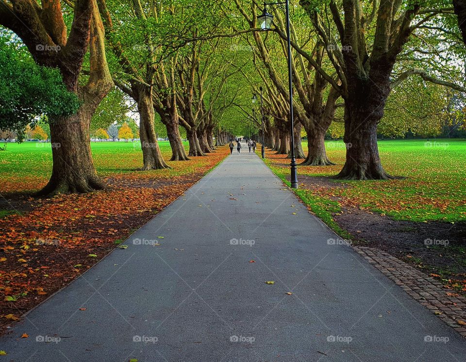 #path #tree #autumn #fall