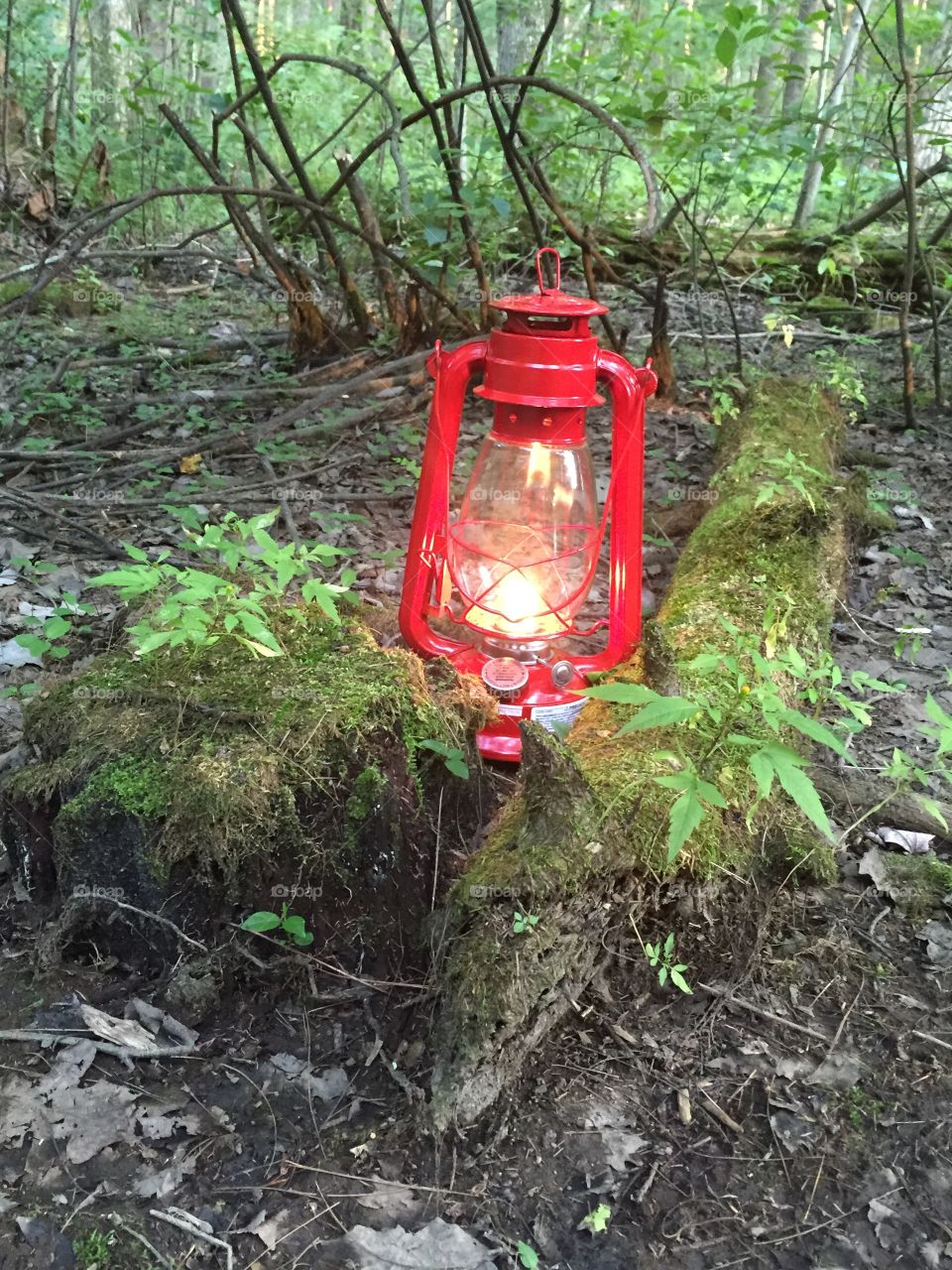 Lantern surrounded by nature 