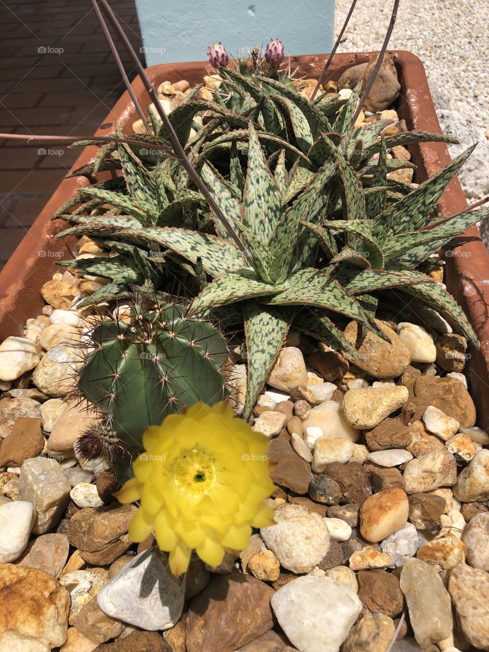 Cactus in bloom 