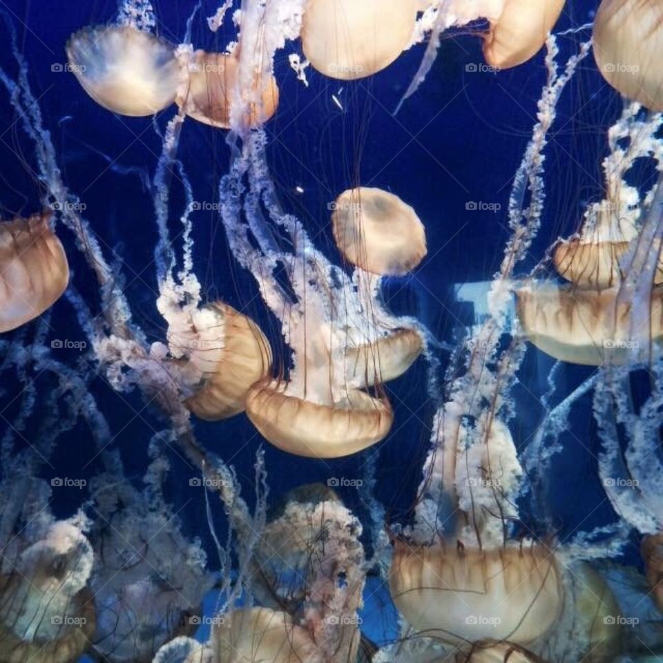 Jellyfish 