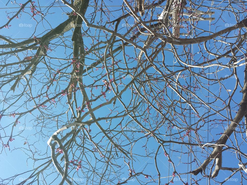 Low angle view of bare tree