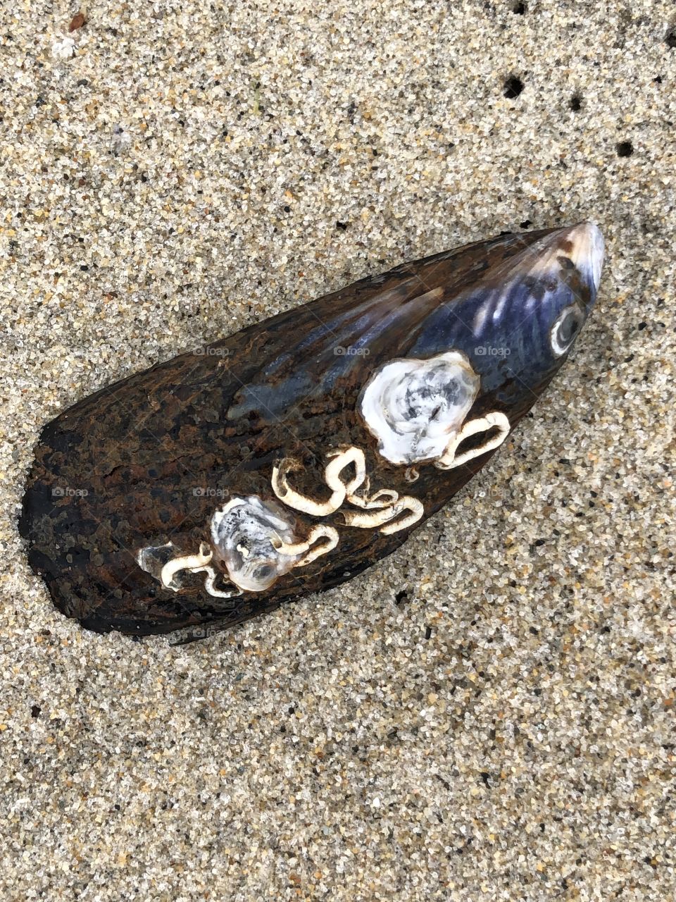 Barnacle with Barnacles