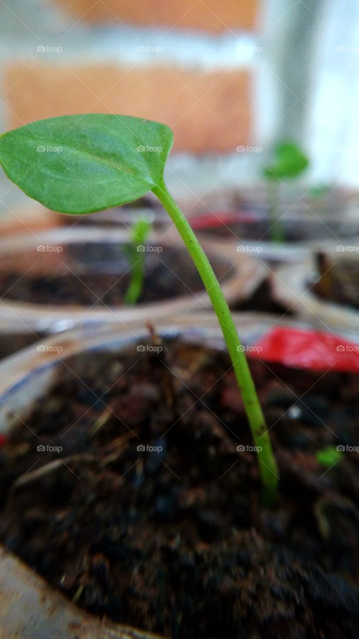 seedling