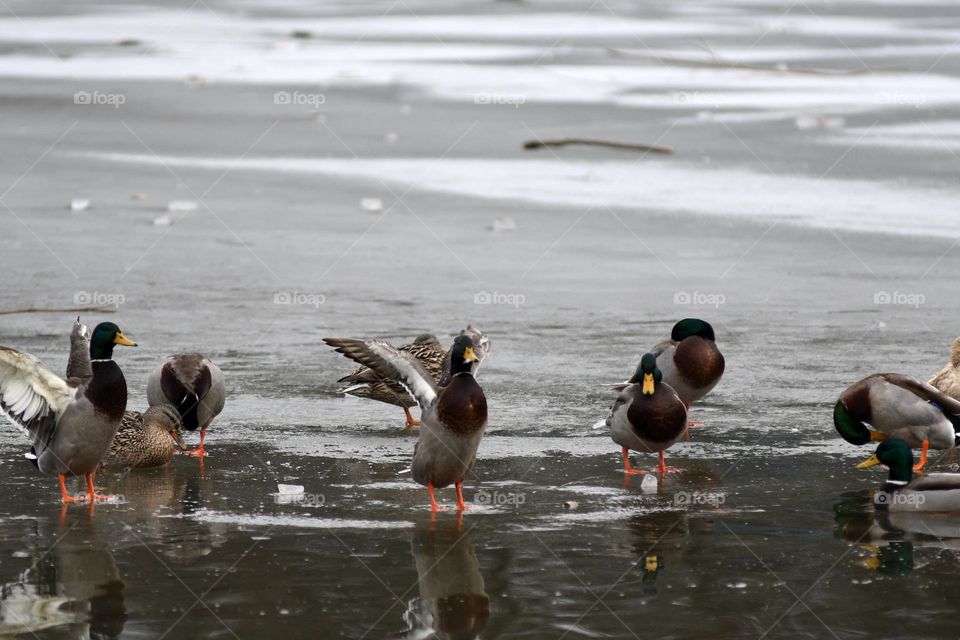 A group of ducks gather along a thin sheet of ice on the surface of a lake for a morning bathe.