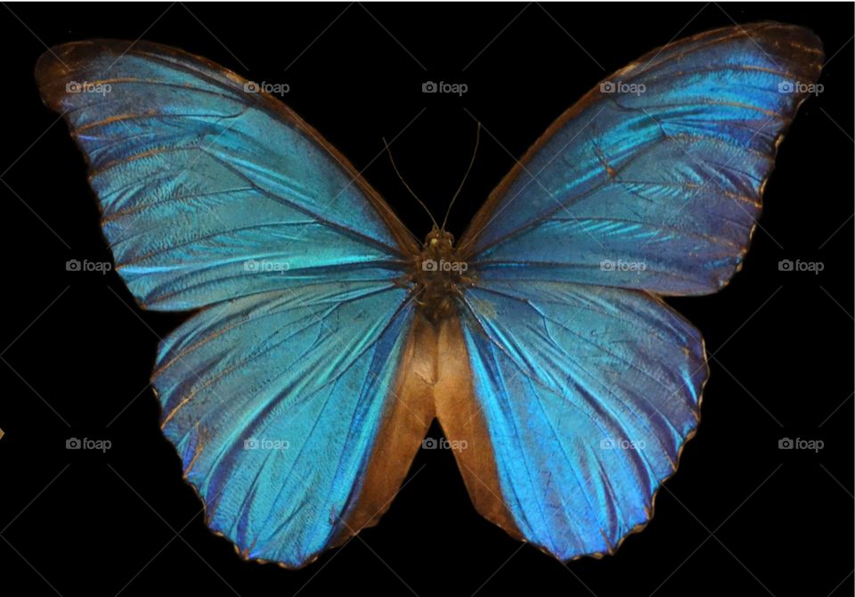 Blue Morpho Butterfly 