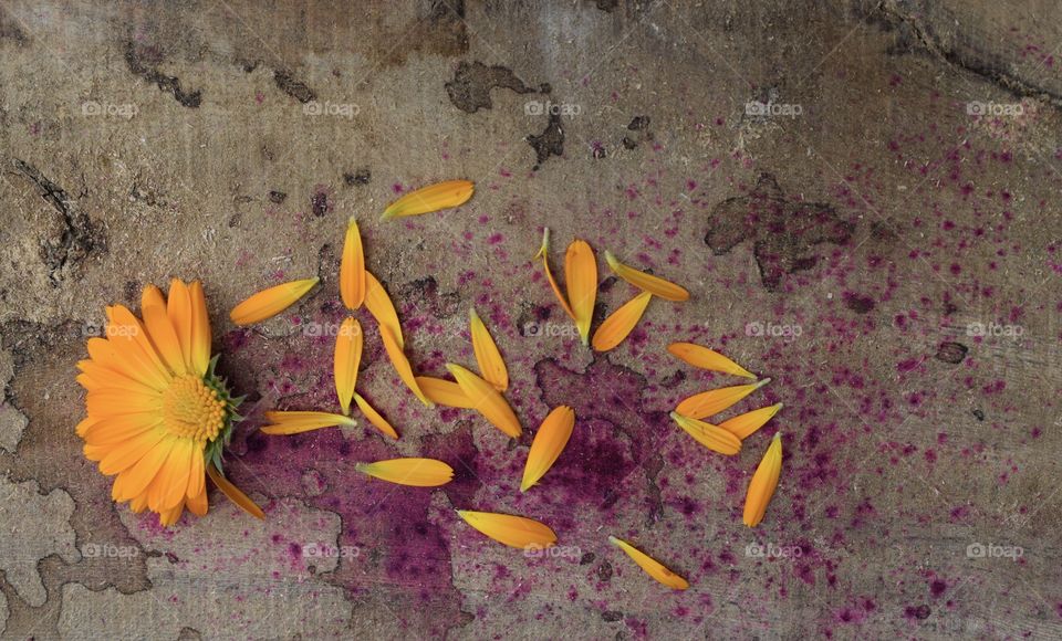 Best Orange Colour Flower of my life