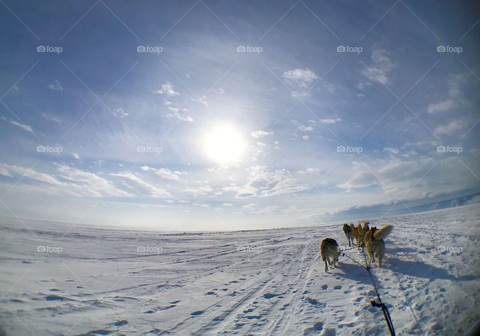 Running or jogging for dogs exercise in Russia, also see the sun in winter!