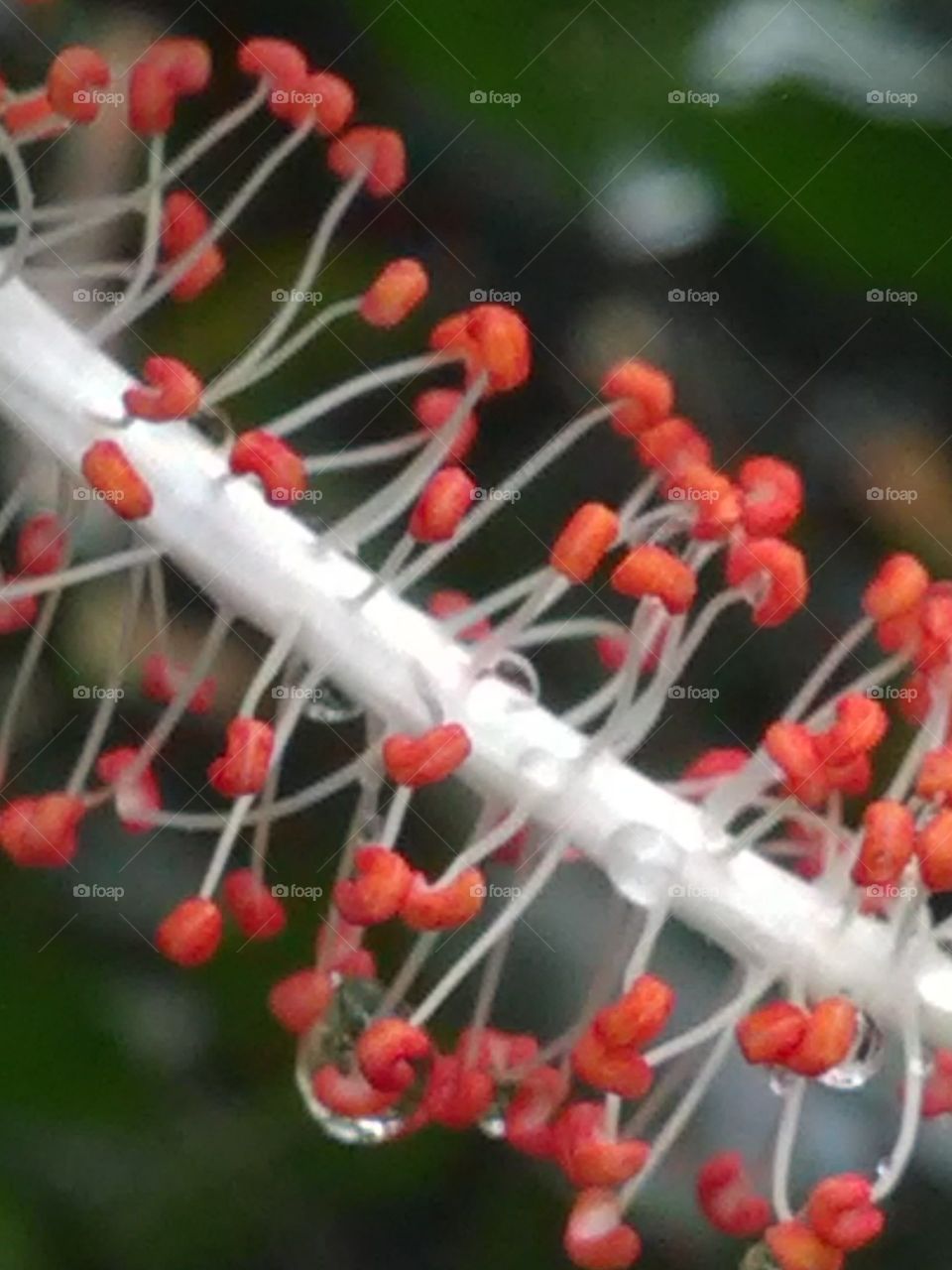 The particle of pollen coming out of the flowers of gully's.