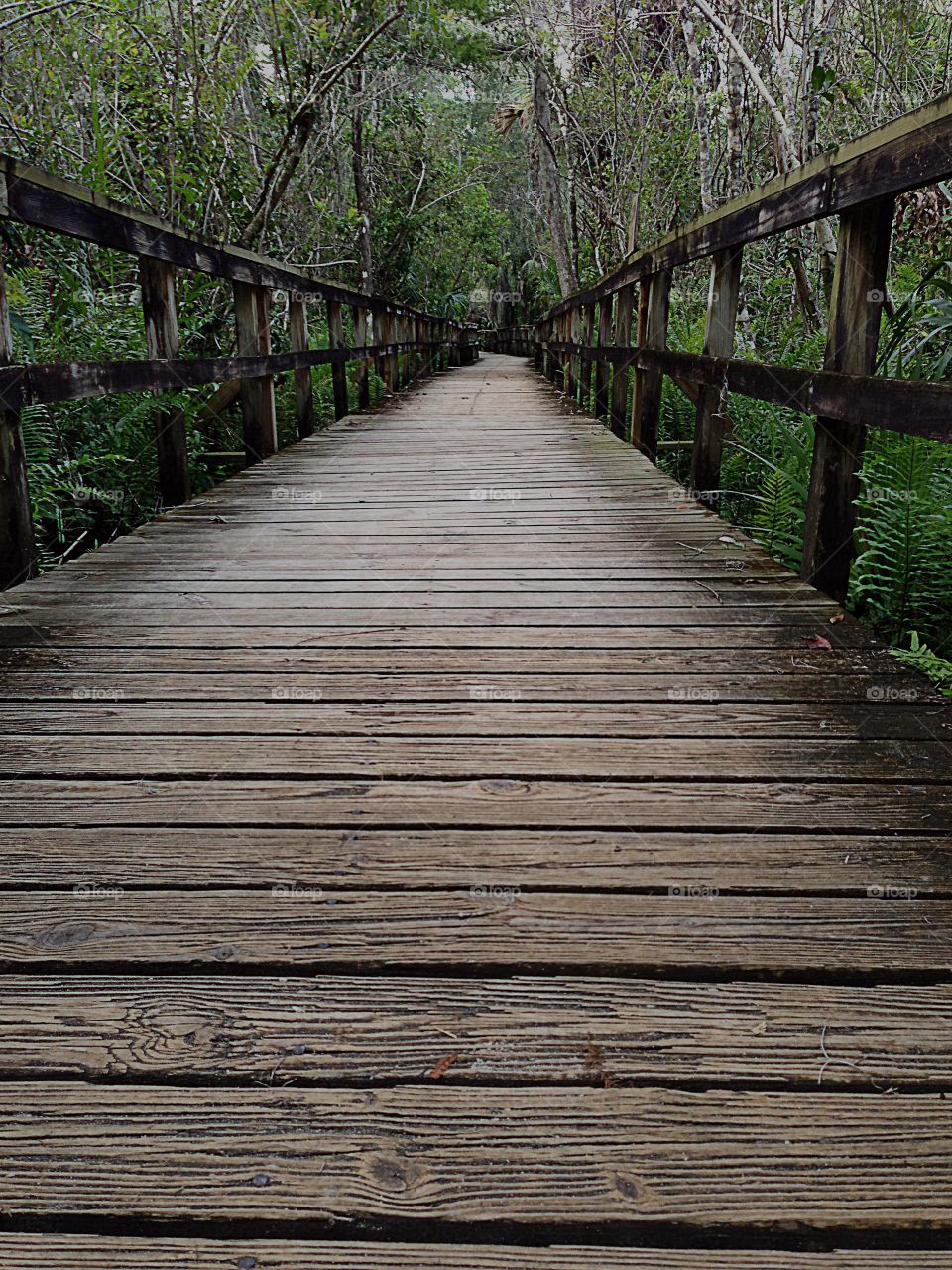 Rustic wooden boardwalk through the tropical forest and wetlands of the Everglades.