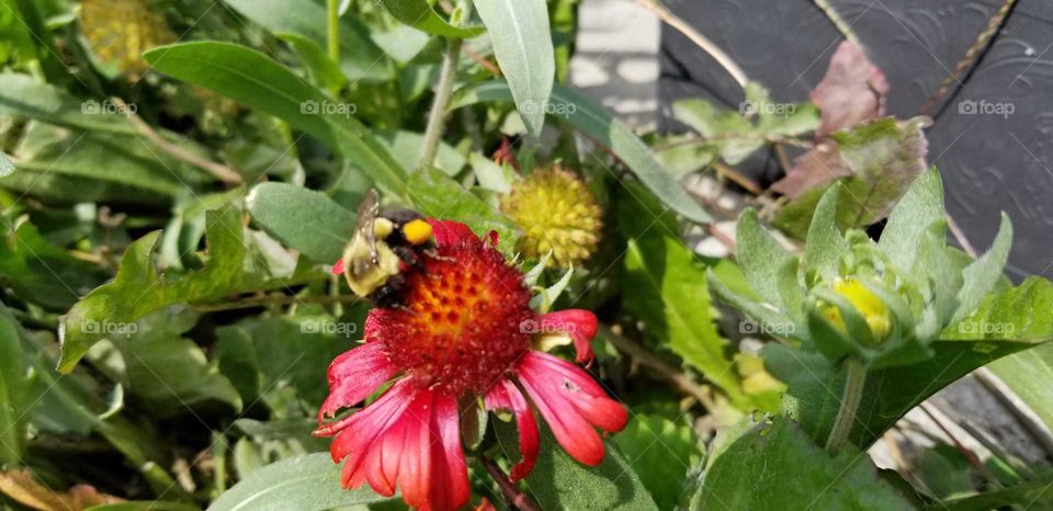 bee on a cornflower