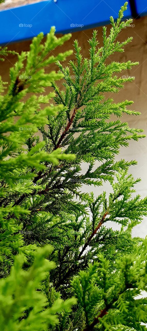 Green leaves in the garden 