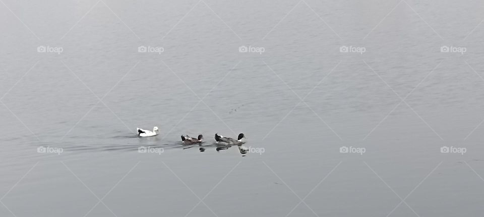 A mother swam with its babies teaching fishing lessons for their hunting.