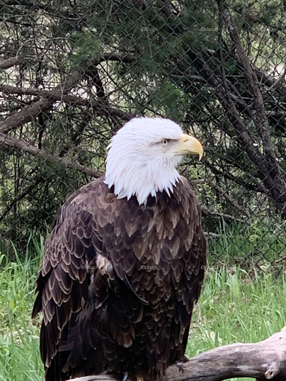 Majestic bald eagle