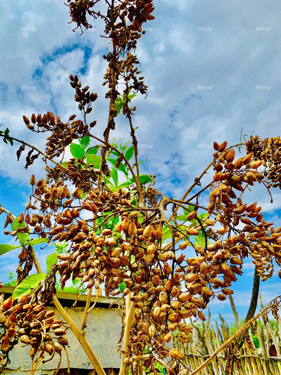 Some dry seeds of the wild tobacco plant that grew in our house yard at the farm.