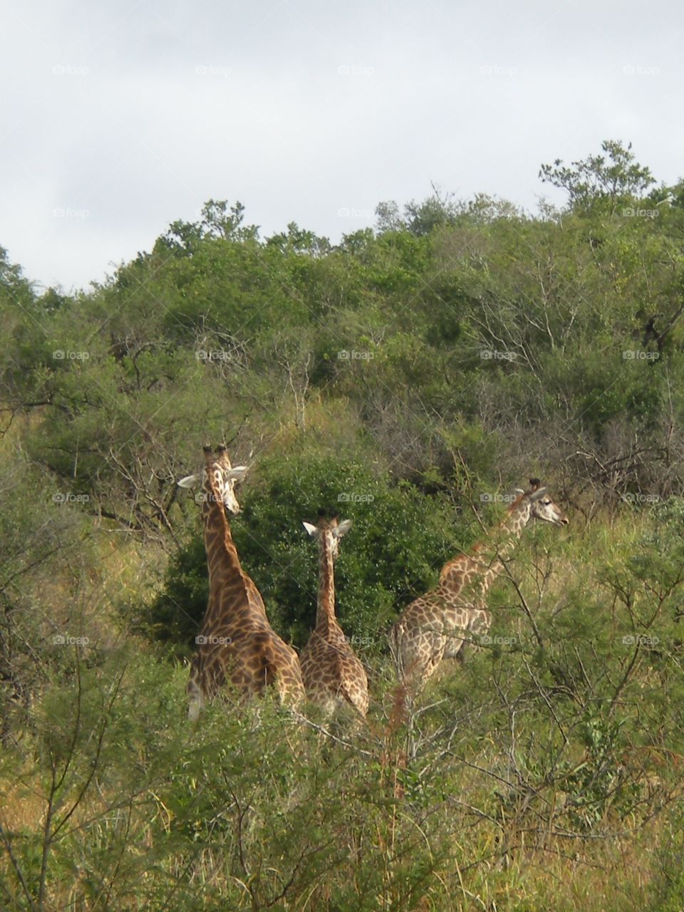 Giraffe family 