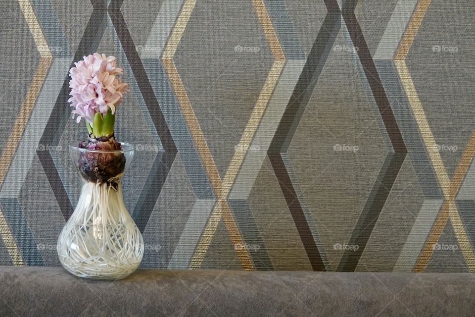 Pink blooming hyacinth in glass vase on background with elegant grey wallpaper with geometric pattern. Copy space on right side, romantic concept.