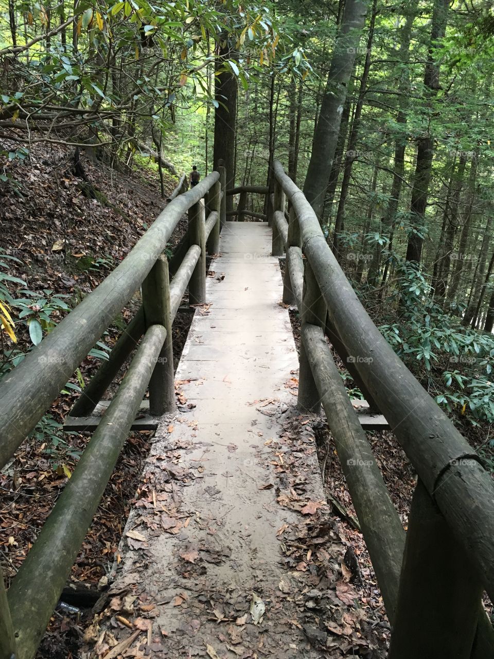 A bridge to the woods