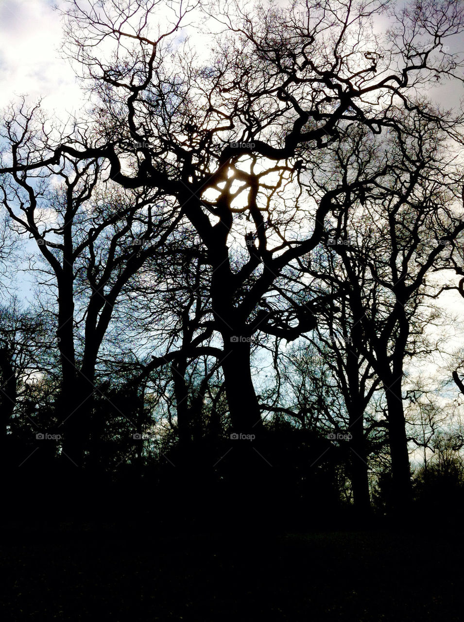 summer trees silhouette branches by chris7ben