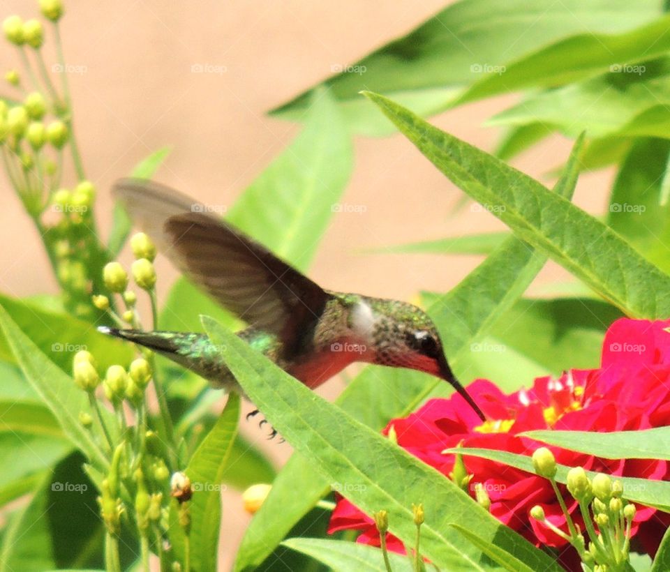 Ruby Hummingbird 