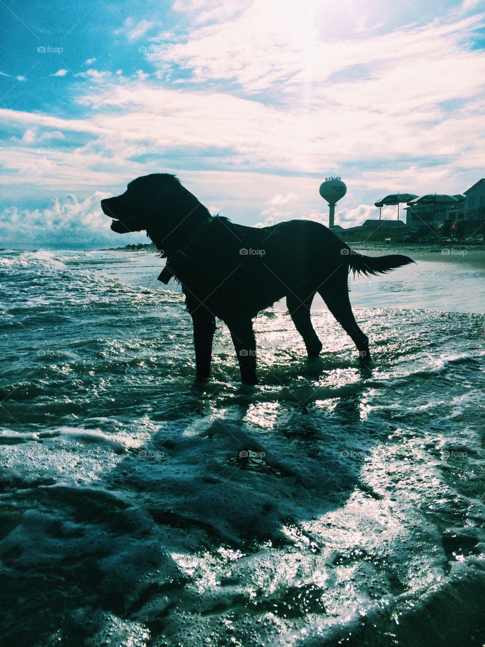 Our black lab loves swimming in Emerald Isle 