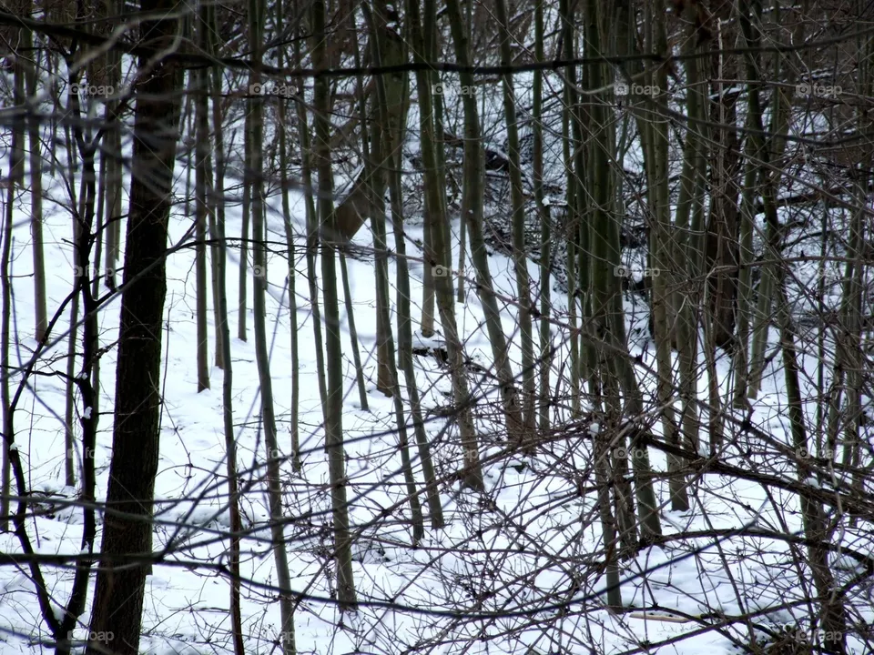 forest