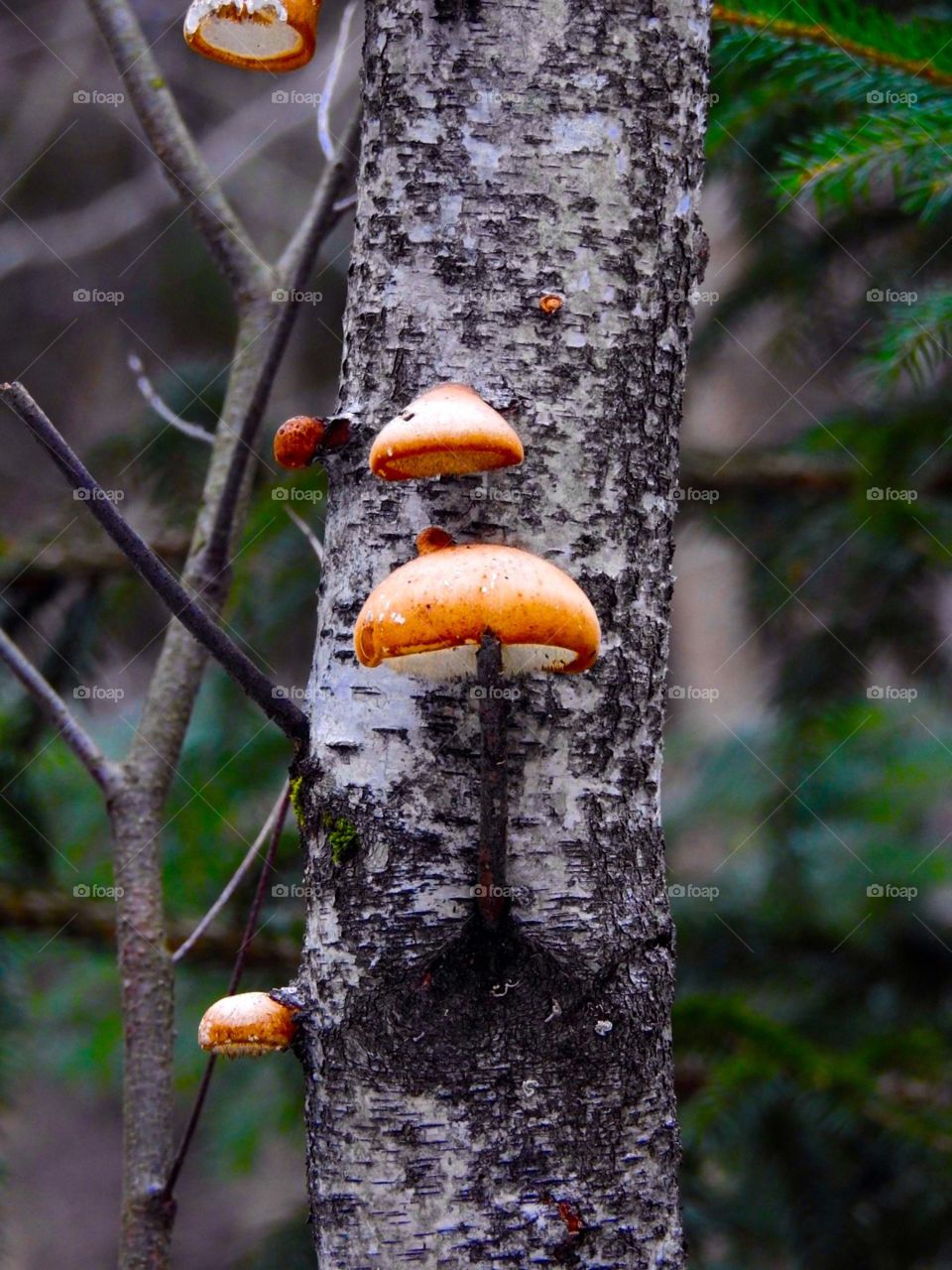 1-Up Mushrooms 