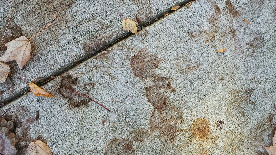 Leaf stains. sidewalk images