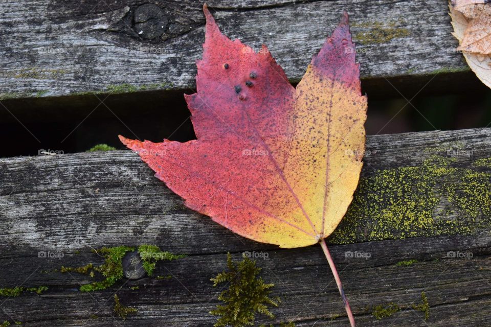 A yellow and red leaf sits on a mossy bridge