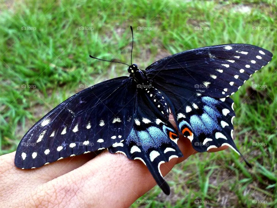 Butterfly on person's finger