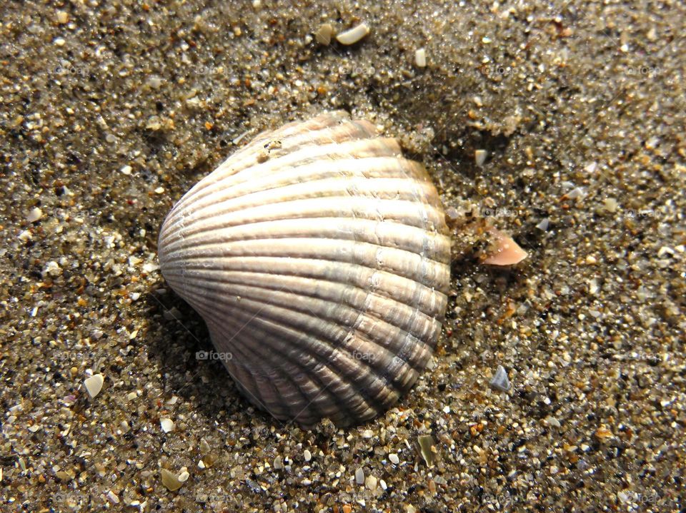 shell