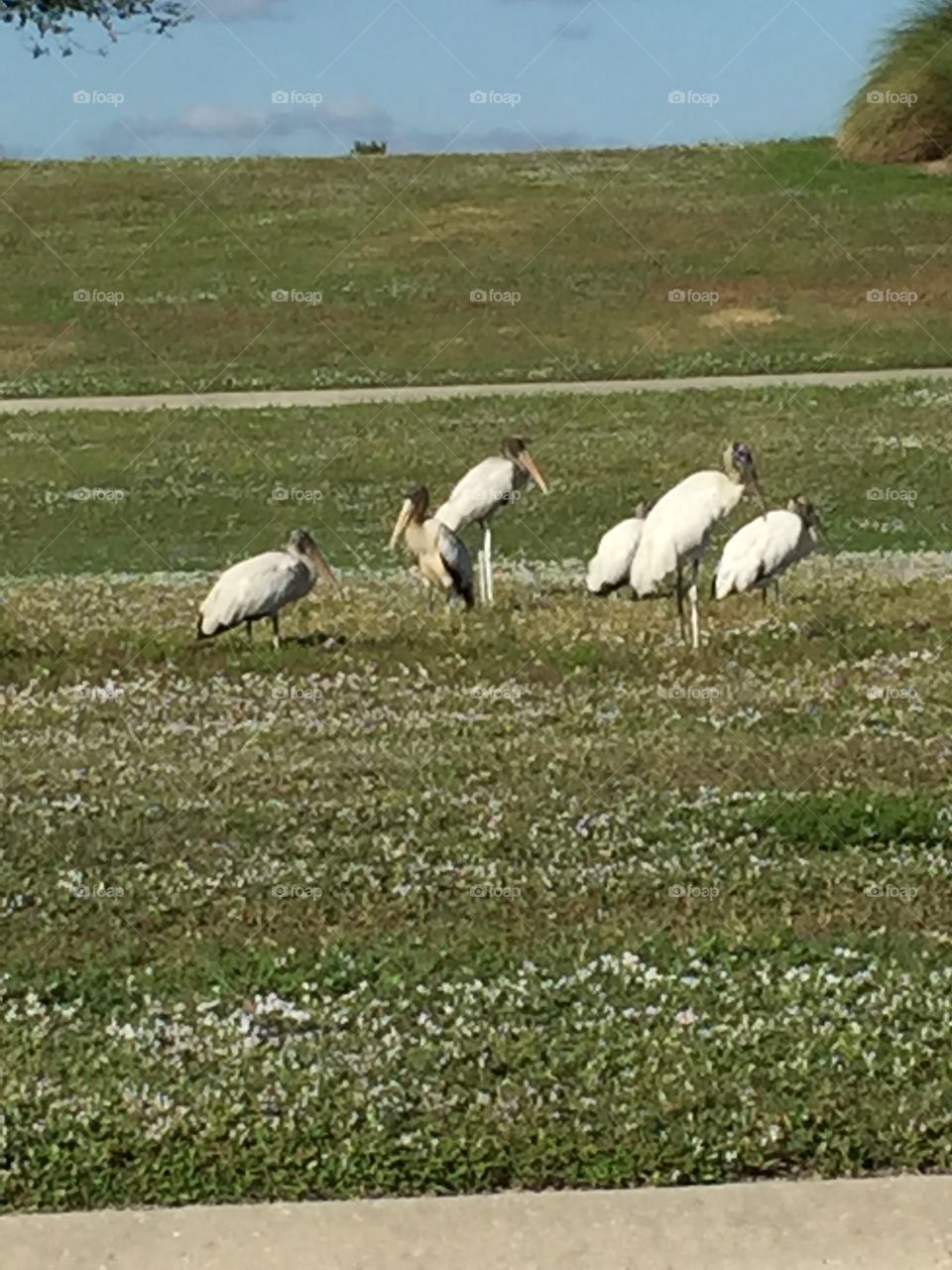 Storks gathering