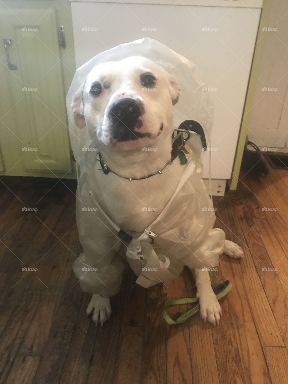 White Dog wearing clear raincoat