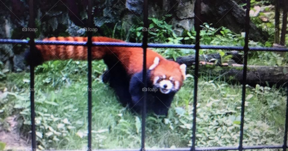 Red panda 