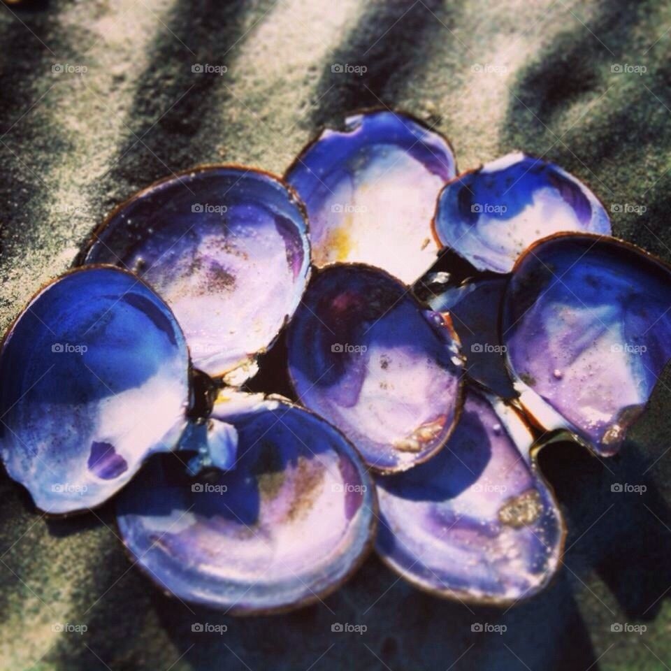 Shells