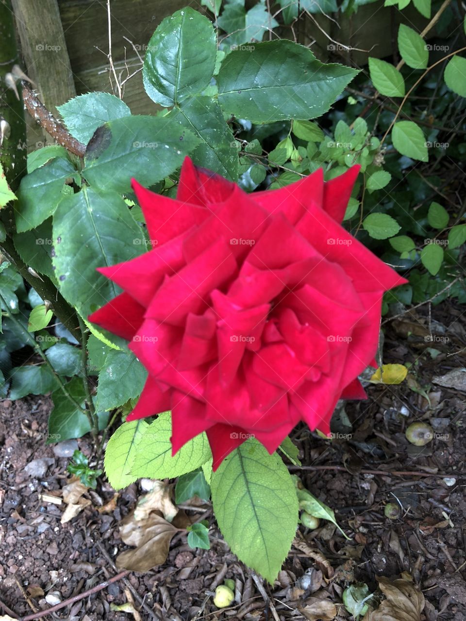 A very beautiful red rose has popped up in our garden, would be really suitable for Valentine’s Day