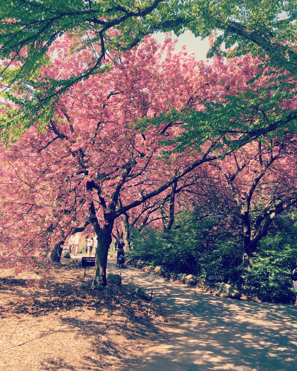 Brooklyn Botanical Garden - Japanese Flowering Trees - Cherry Blossom Trees - Brooklyn - New York City - New York 🌸