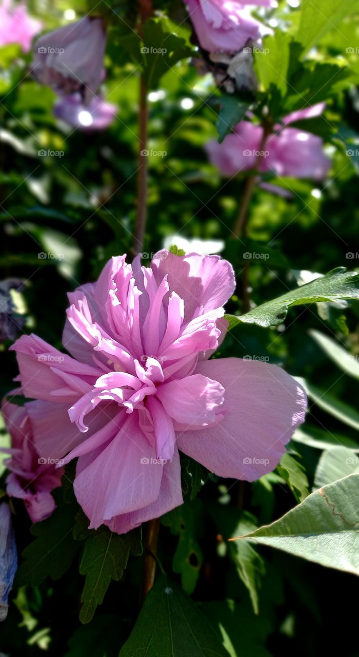 Hibiscus syriacus