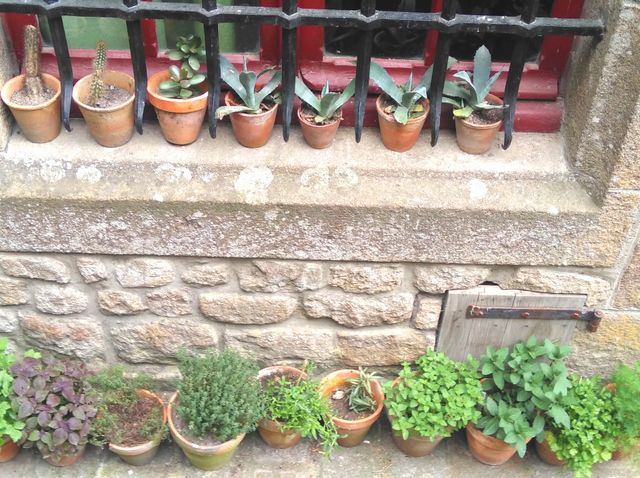 plant pots