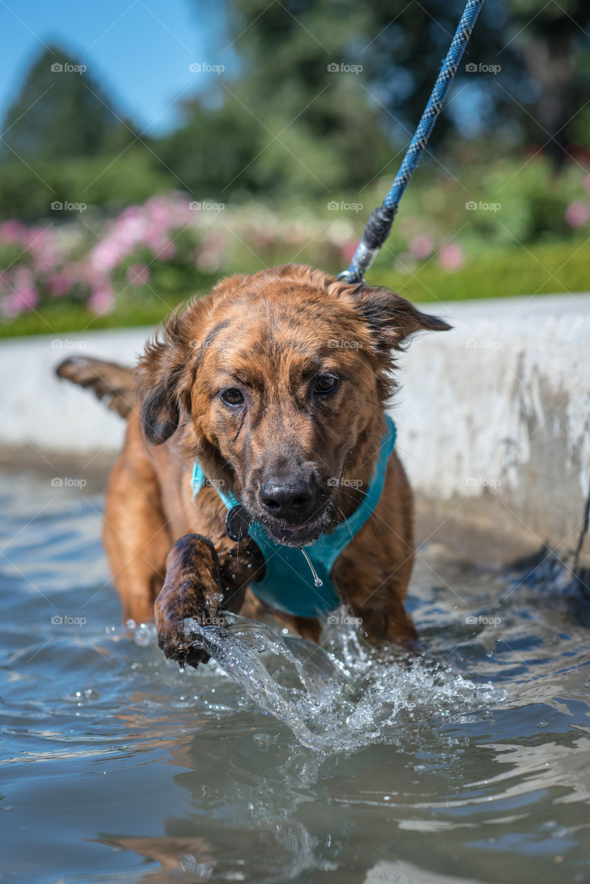 Dog days of summer 