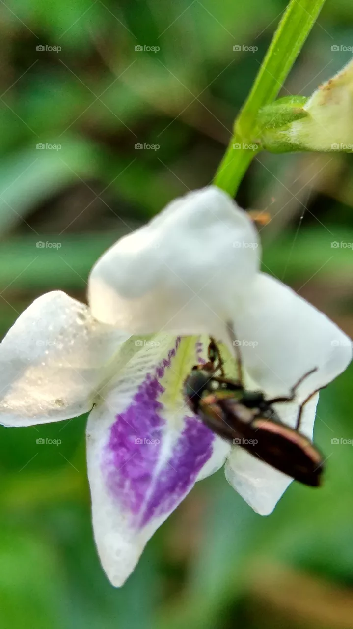 bee