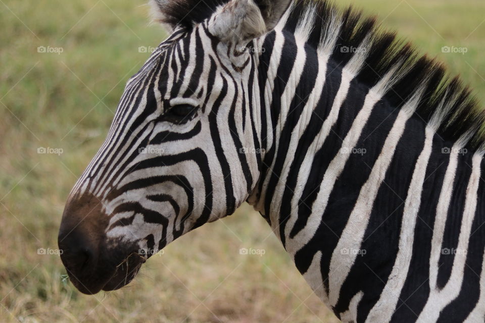 A hungry zebra in Africa - Tanzania!