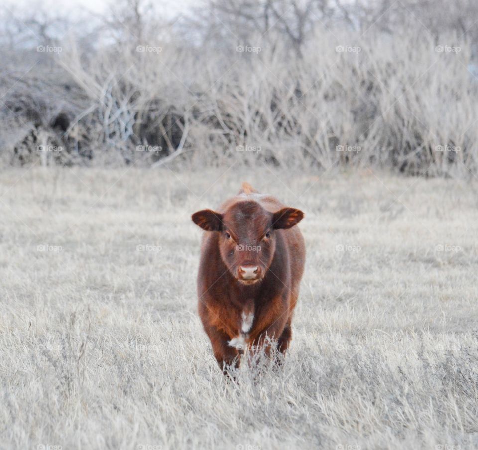 Red roan calf in the pasture. 