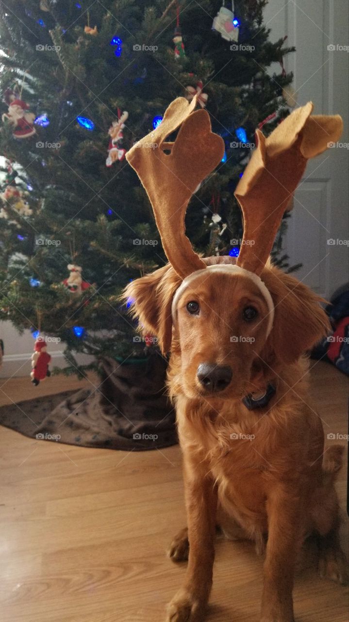 doggy Christmas