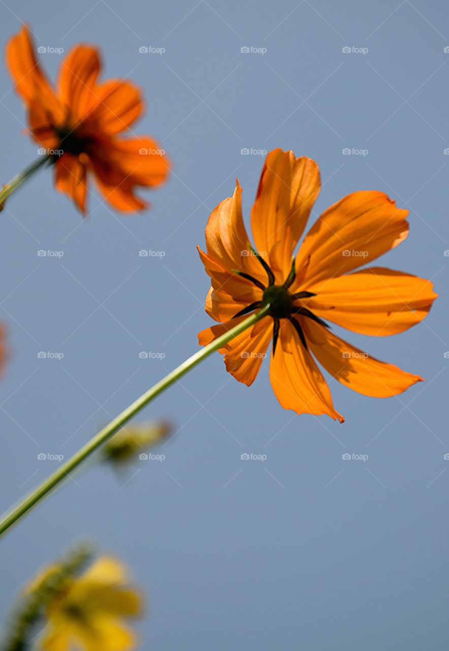 fresh flowers. fresh flowers sky background ing, border, bouquet, camomile, chamomile, closeup, copyspace, daisy, easter, floral, flowe