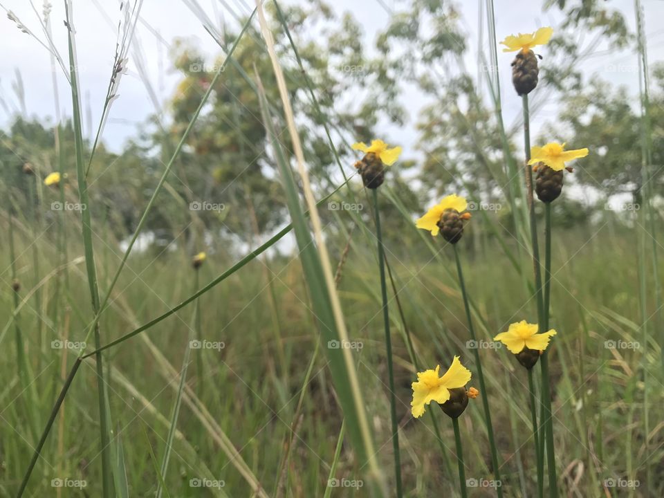 Yellow flowers in the field