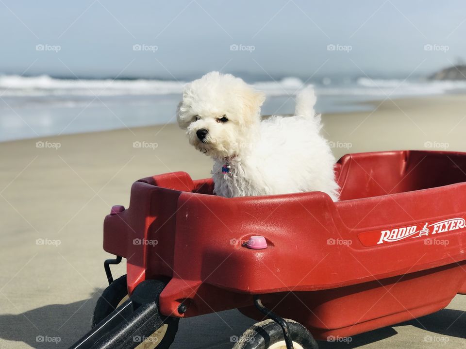 Furry puppy riding up front in radio flyer wagon on California beach. 