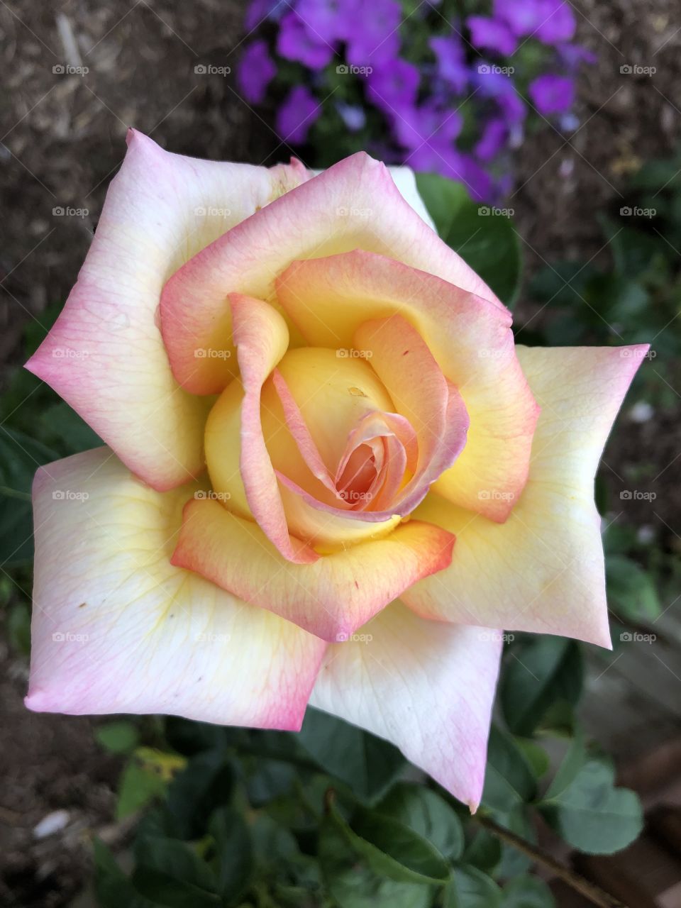 Rose geometry 
