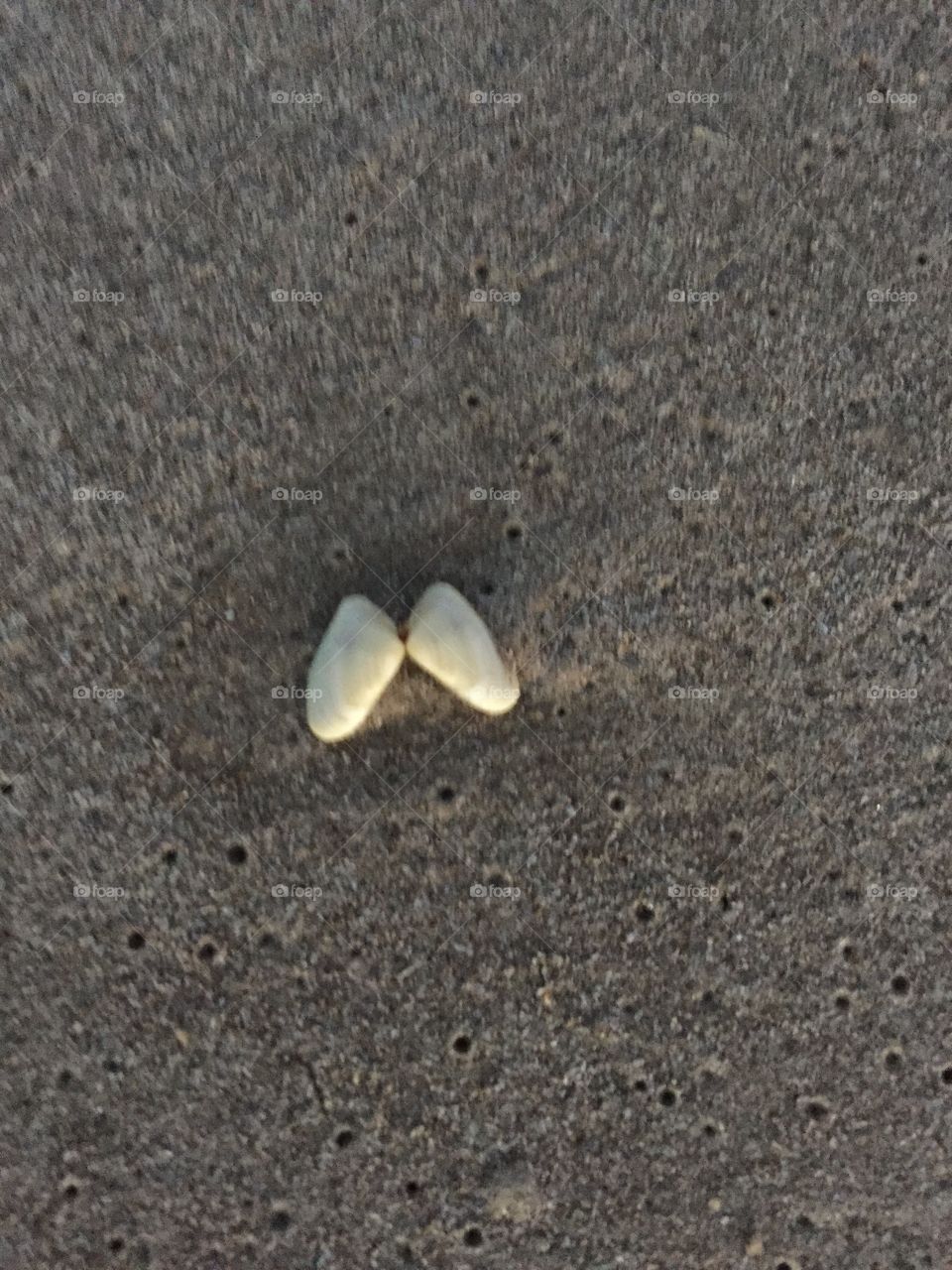 Butterfly Shells