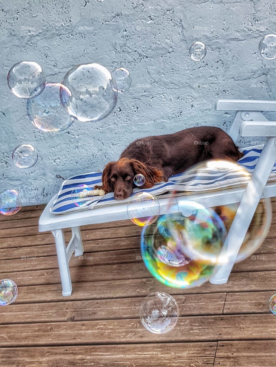 Coco, nonplussed at the boys blowing bubbles - the sun lounger is now hers.