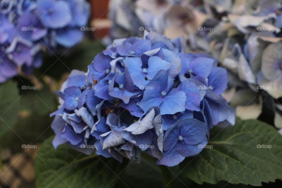 Blue flowers 